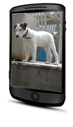 sc&egrave;ne film&eacute;e sur smartphone
